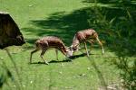 2013 07 06 beauval 224